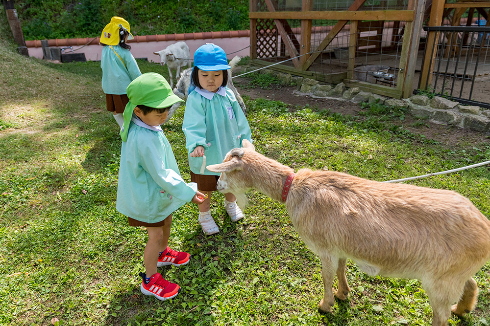 子ヤギに餌をあげる様子