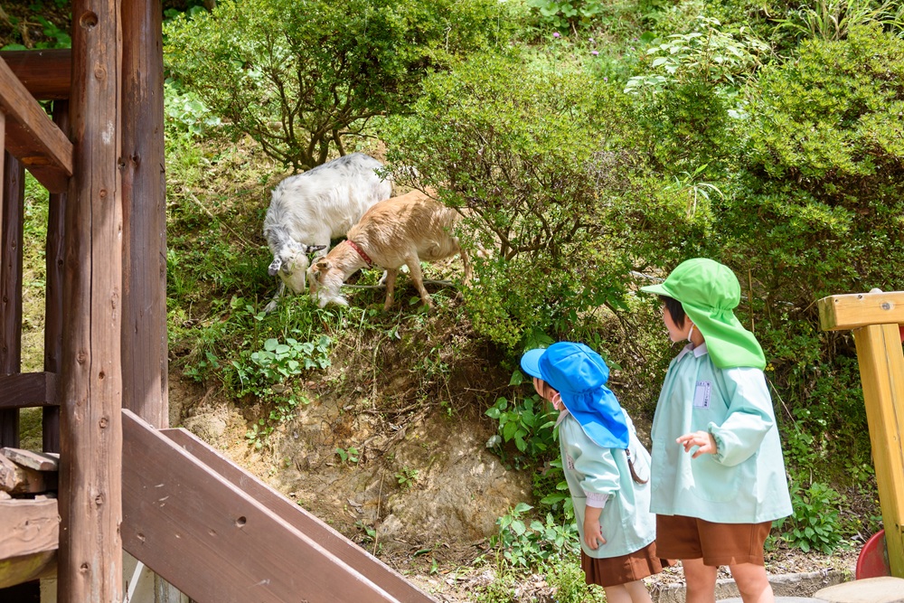 やぎ達が草を食べるのを見守る様子